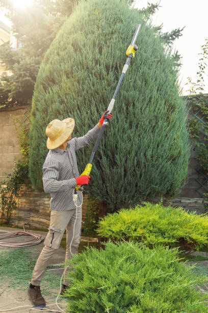 Professional  Tree Services in Shokan, NY