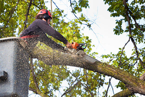 Why Choose Our Tree Removal Services in Shokan, NY?